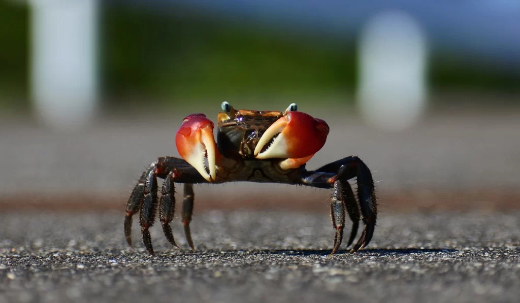A crab crabwalking